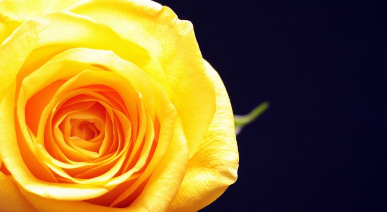 Free stock image of Fresh Rose created by Pixabay