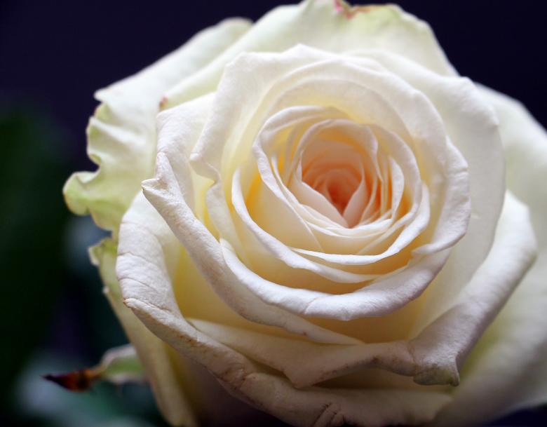 Free stock image of Fresh Rose created by Pixabay