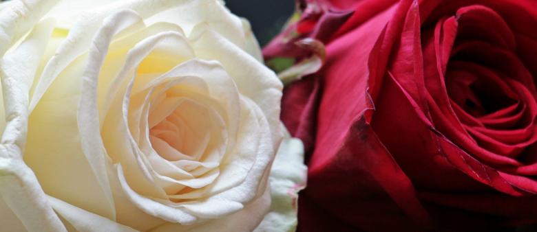 Free stock image of Fresh Rose created by Pixabay