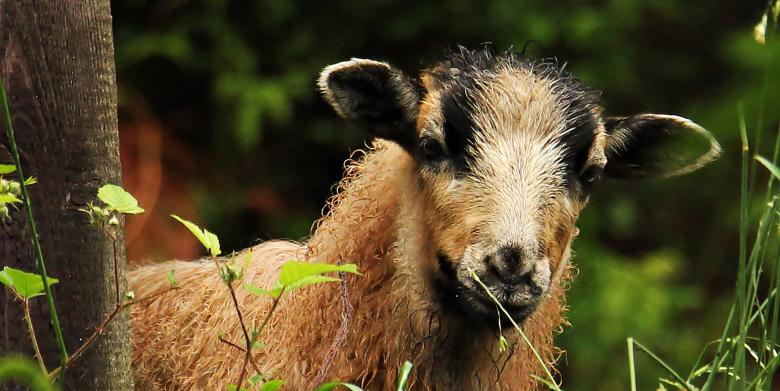 Free stock image of Sheep Closeup created by Pixabay