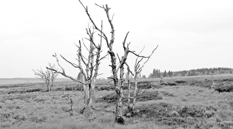 Free stock image of Dry Trees created by Pixabay