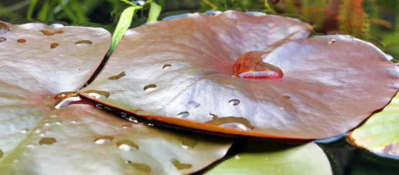 Free stock image of Water Lily created by Pixabay