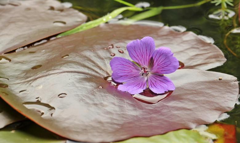 Free stock image of Water Lily created by Pixabay