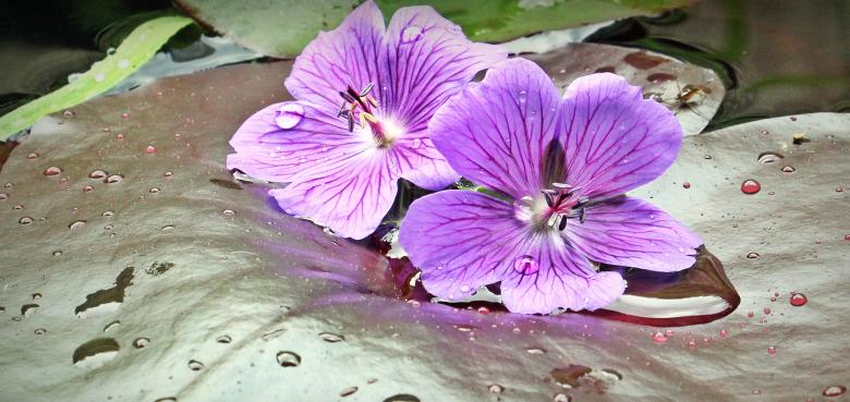 Free stock image of Water Lilies created by Pixabay
