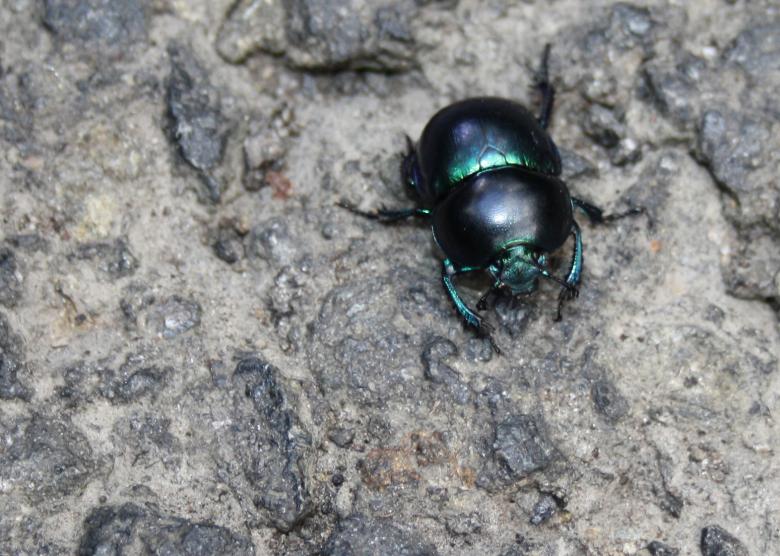 Free stock image of Beetle created by Kala Manó