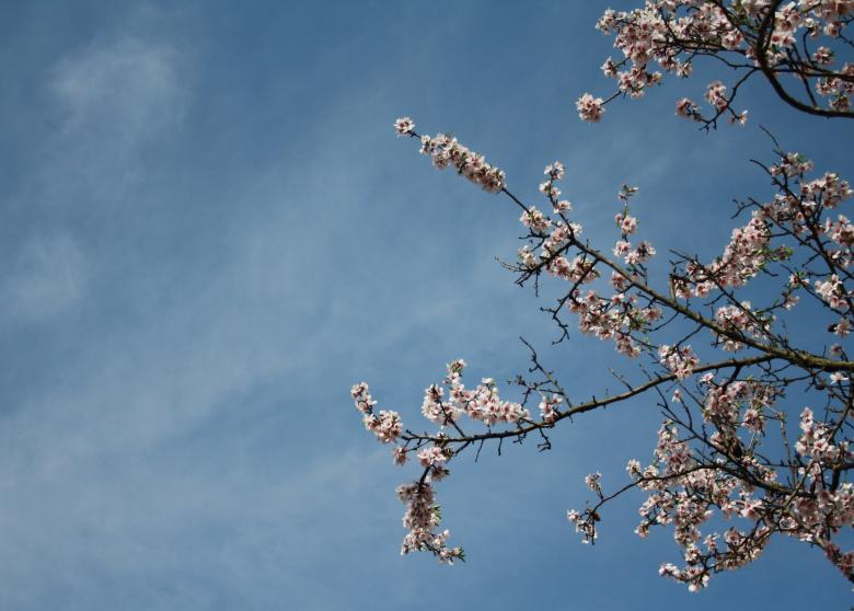 Free stock image of Almond blossom created by Kala Manó