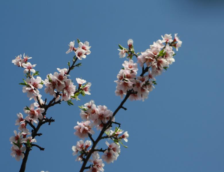 Free stock image of Almond Tree Blossom created by Kala Manó