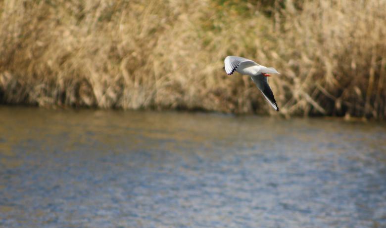 Free stock image of Seagull Flying created by Kala Manó