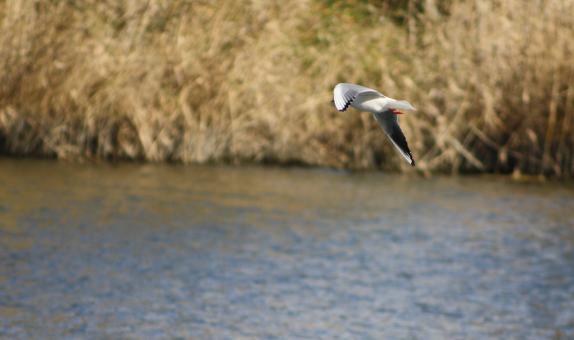 Seagull Flying - Free Stock Photo