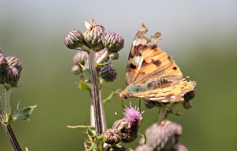 Free stock image of Macro Butterfly created by Pixabay