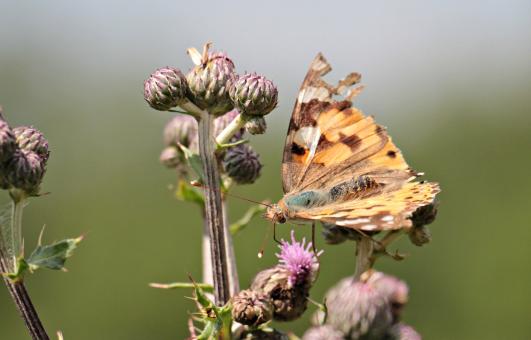 Free Stock Photo of Macro Butterfly