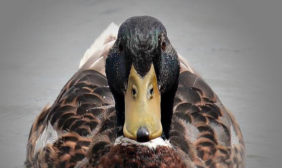 Free Stock Photo of Wild Duck