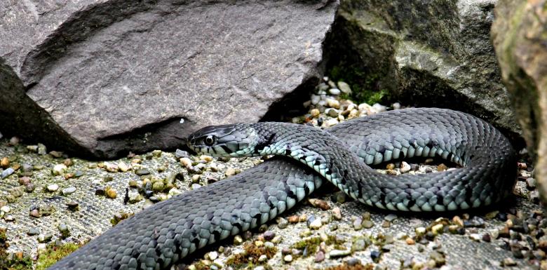 Free stock image of Grass Snake created by Pixabay
