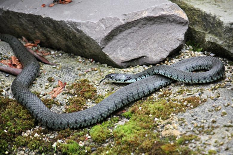 Free stock image of Grass Snake created by Pixabay