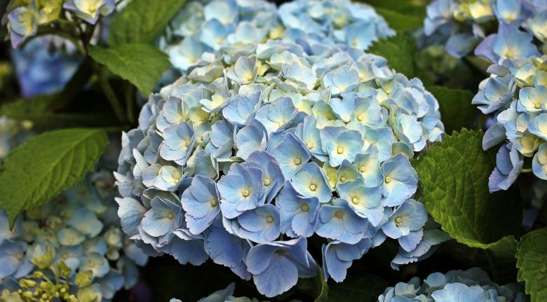 Free stock image of Blooming Hydrangea created by Pixabay