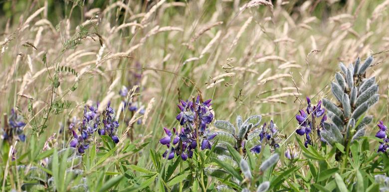 Free stock image of Wild Flowers created by Pixabay
