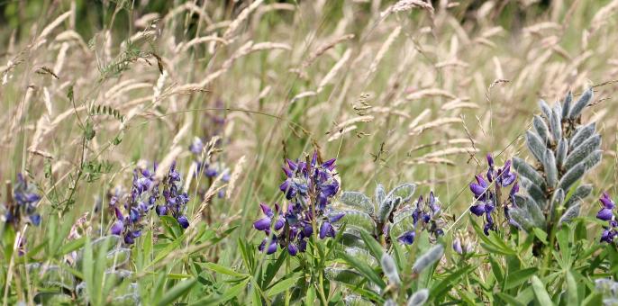 Free Stock Photo of Wild Flowers