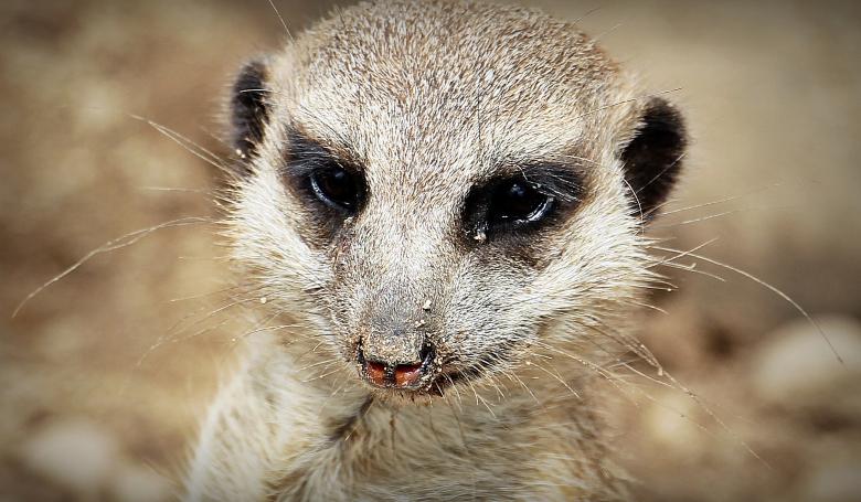 Free stock image of Wild Meerkat created by Pixabay