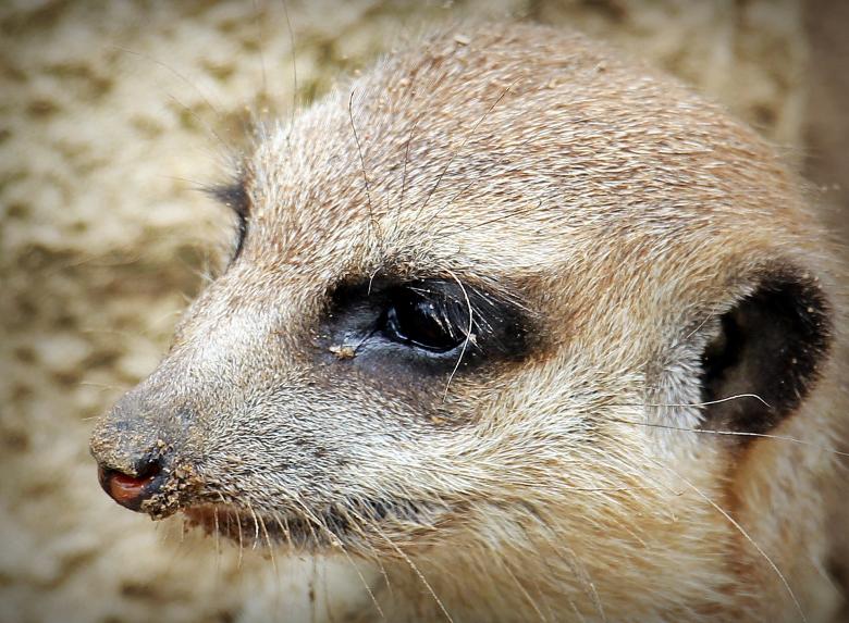 Free stock image of Wild Meerkat created by Pixabay