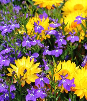 Free Stock Photo of Straw Flowers