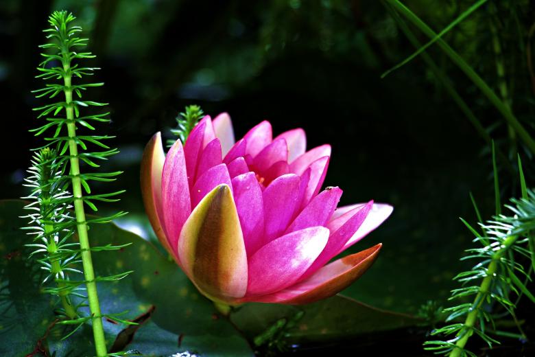 Free stock image of Water Lily created by Pixabay