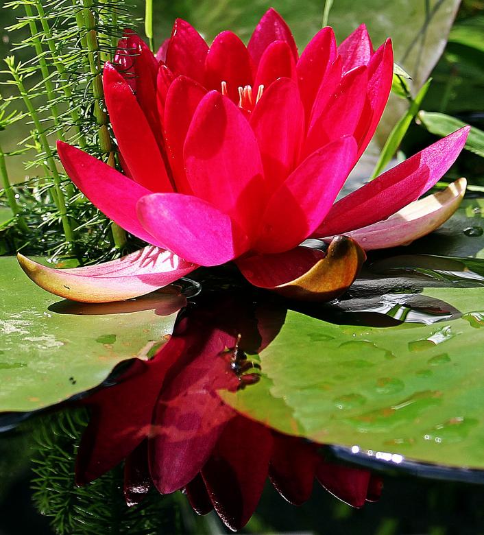 Free stock image of Water Lily created by Pixabay