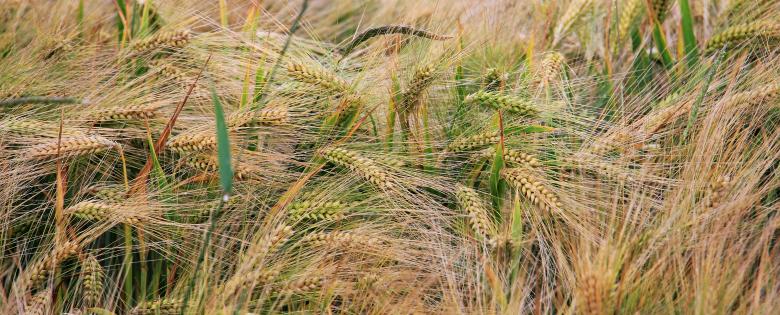Free stock image of Wheat Field created by Pixabay