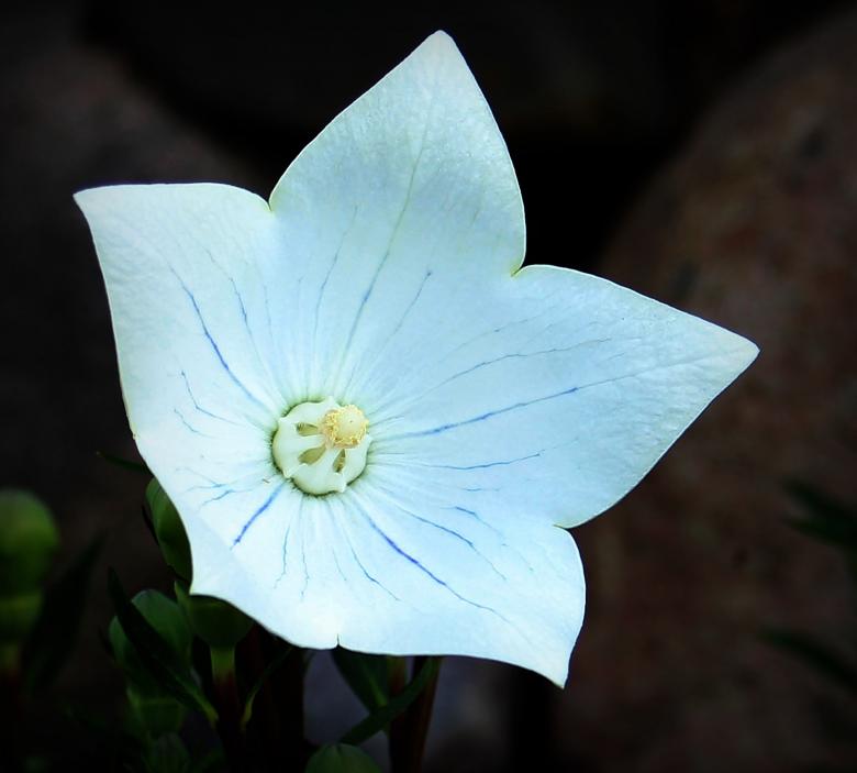 Free stock image of Balloon Flower created by Pixabay
