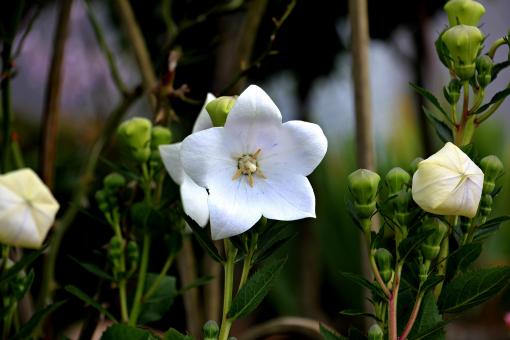 Free Stock Photo of Balloon Flower