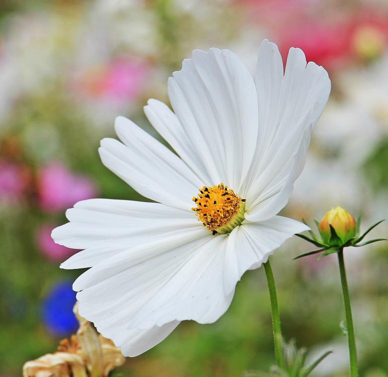 Free stock image of Fresh Cosmos created by Pixabay