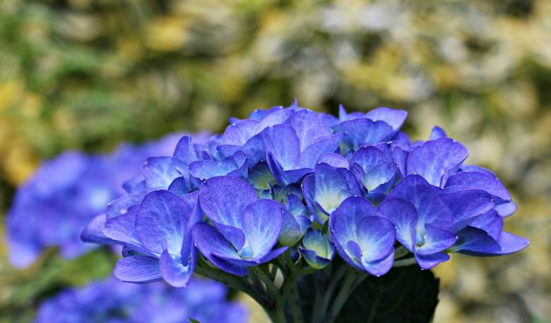 Free stock image of Hydrangea in the Garden created by Pixabay