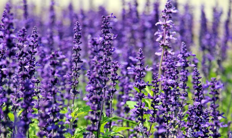 Free stock image of Fresh Lavender created by Pixabay