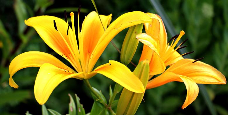Free stock image of Fresh Lily created by Pixabay