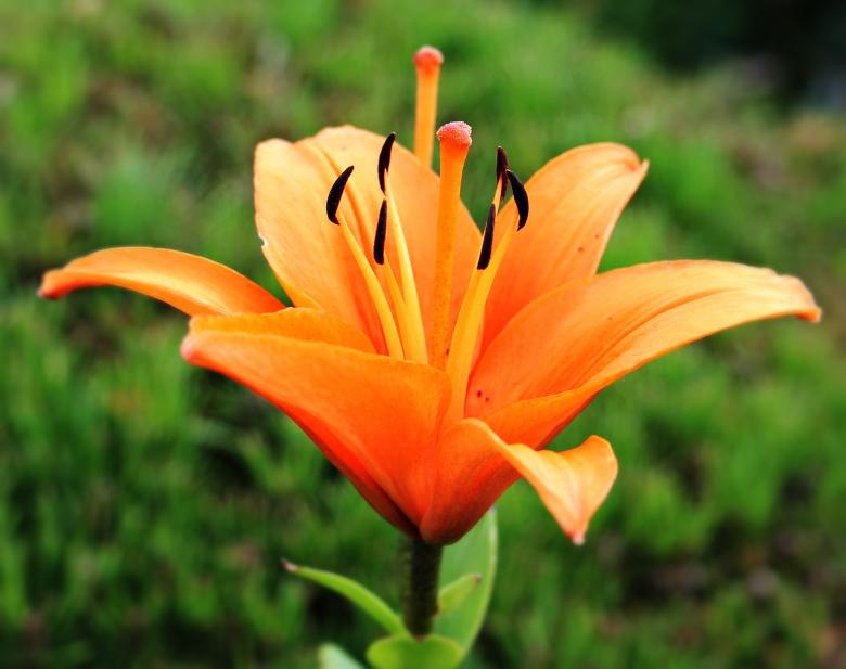 Free stock image of Fresh Lily created by Pixabay