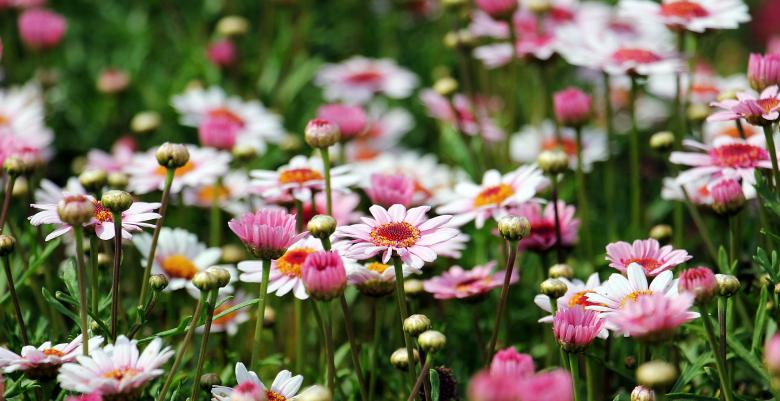 Free stock image of Blooming Marguerite created by Pixabay