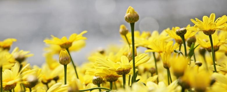 Free stock image of Blooming Marguerite created by Pixabay