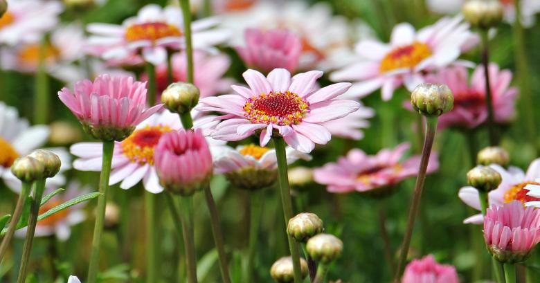 Free stock image of Blooming Marguerite created by Pixabay