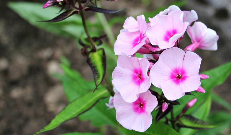 Free stock image of Fresh Phlox created by Pixabay