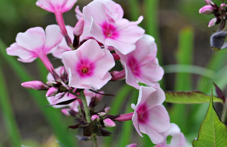 Free stock image of Fresh Phlox created by Pixabay