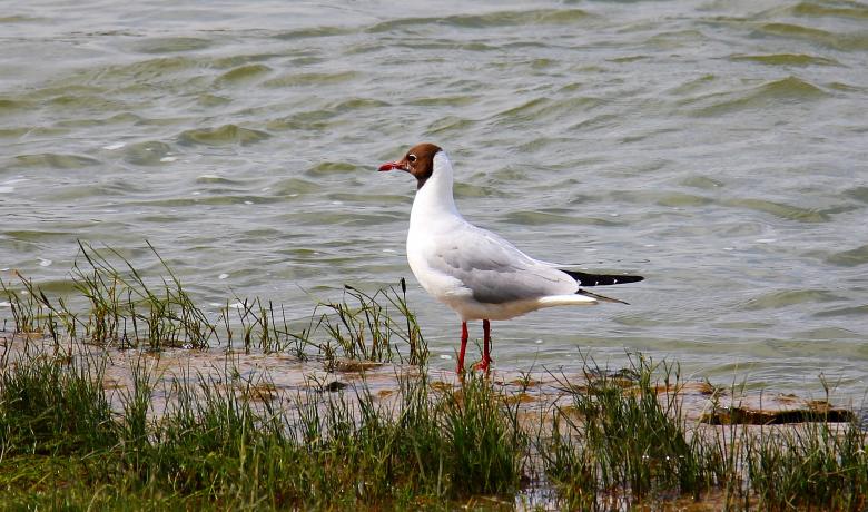 Free stock image of Seagull on the Bank created by Pixabay