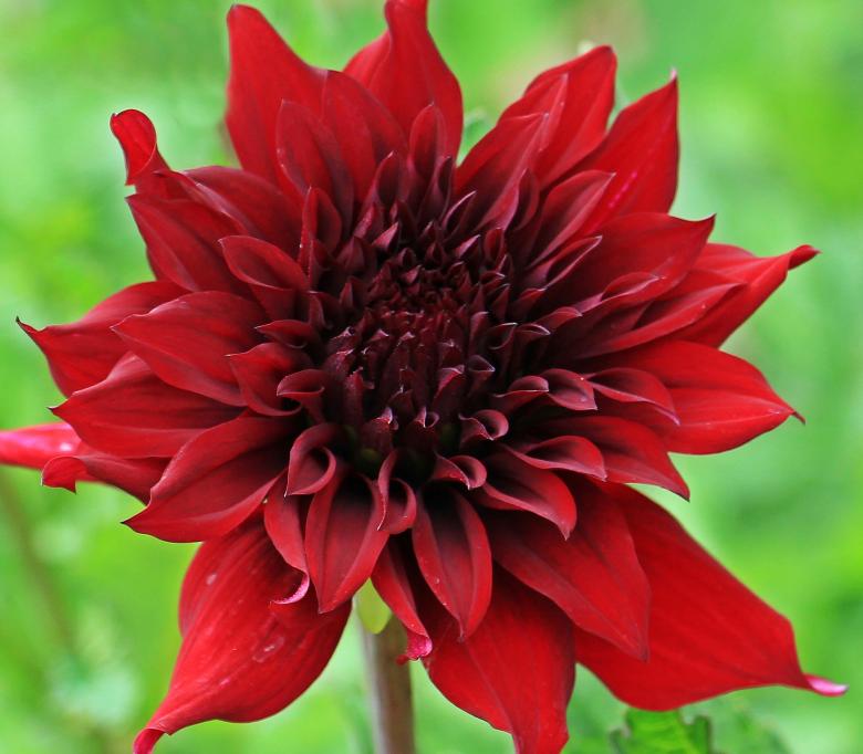 Free stock image of Red Dahlia created by Pixabay