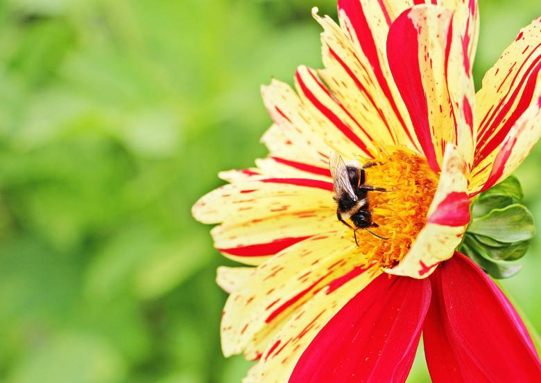 Free stock image of Bee on  the Dahlia created by Pixabay