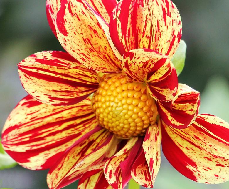 Free stock image of Dahlia in the Garden created by Pixabay