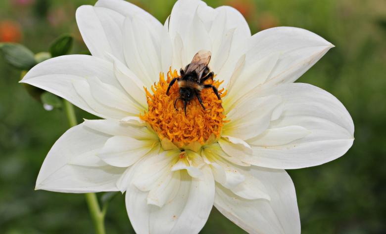 Free stock image of Bee on  the Dahlia created by Pixabay