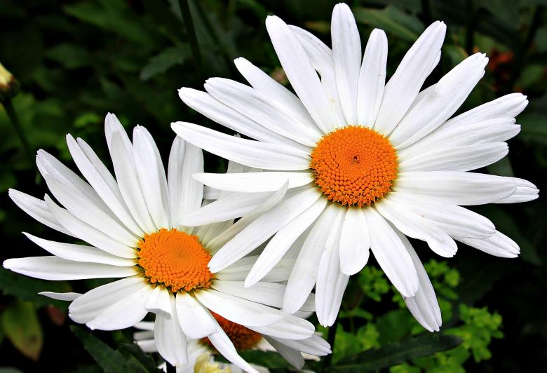 Free stock image of Daisies in the Garden created by Pixabay