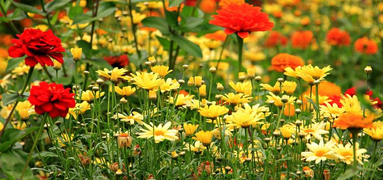 Free stock image of Fresh Flowers created by Pixabay