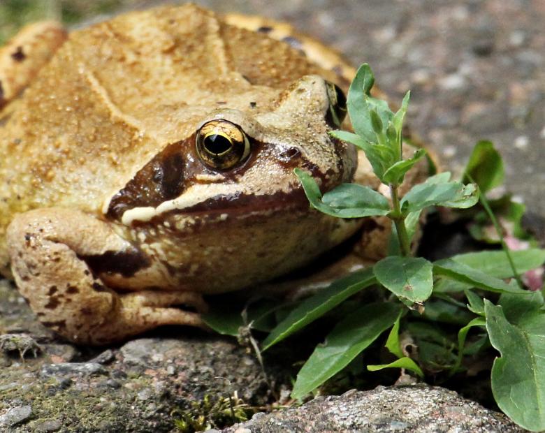 Free stock image of Wild Frog created by Pixabay