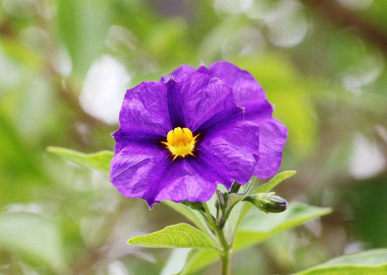 Free stock image of Gentian Shrub created by Pixabay