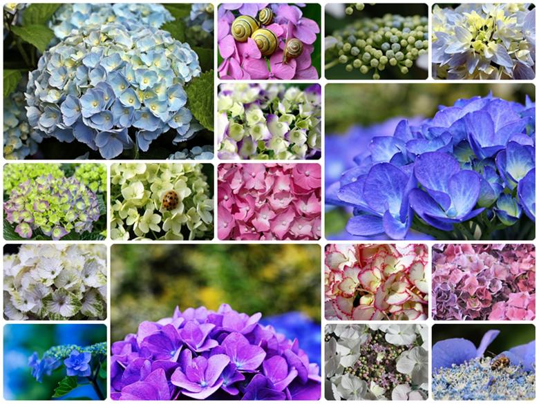 Free stock image of Hydrangea Collection created by Pixabay