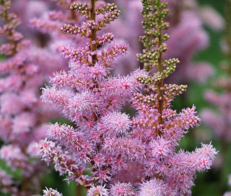 Free stock image of Knotweed in the Garden created by Pixabay
